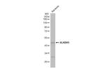 ALKBH5 Antibody in Western Blot (WB)