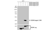 CDK6 Antibody in Western Blot (WB)