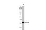 CDK6 Antibody in Western Blot (WB)