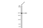 LRP4 Antibody in Western Blot (WB)