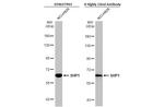 SHP-1 Antibody in Western Blot (WB)