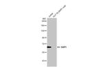 SHP-1 Antibody in Western Blot (WB)