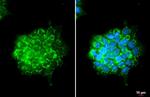 OAT Antibody in Immunocytochemistry (ICC/IF)