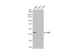 OAT Antibody in Western Blot (WB)