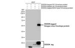 Dengue Virus Type 2/4 Envelope Antibody in Western Blot (WB)