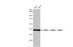 GNAI1/GNAI2/GNAI3 Antibody in Western Blot (WB)