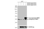 GNAI3 Antibody in Western Blot (WB)