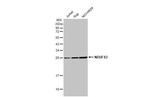 NDUFS3 Antibody in Western Blot (WB)