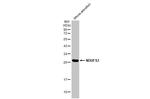 NDUFS3 Antibody in Western Blot (WB)