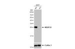 NDUFS3 Antibody in Western Blot (WB)