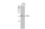 PIN1 Antibody in Western Blot (WB)