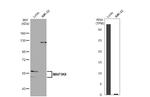 TPL2 Antibody in Western Blot (WB)