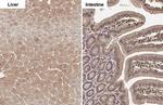 FDPS Antibody in Immunohistochemistry (Paraffin) (IHC (P))