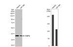 FDPS Antibody in Western Blot (WB)