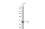 FDPS Antibody in Western Blot (WB)