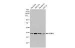 FDPS Antibody in Western Blot (WB)