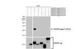 GATA2 Antibody in Western Blot (WB)