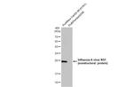 Influenza A H1N1 HA (A/California/07/2009) Antibody in Western Blot (WB)