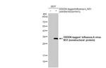 Influenza A H1N1 HA (A/California/07/2009) Antibody in Western Blot (WB)