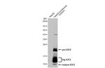 IGF2 Antibody in Western Blot (WB)