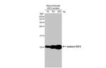 IGF2 Antibody in Western Blot (WB)