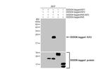 IGF2 Antibody in Western Blot (WB)