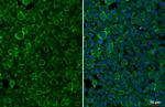 Pepsinogen I Antibody in Immunocytochemistry (ICC/IF)