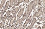 Pepsinogen I Antibody in Immunohistochemistry (Paraffin) (IHC (P))