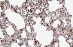 Annexin A1 Antibody in Immunohistochemistry (Paraffin) (IHC (P))