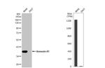 Annexin A1 Antibody in Western Blot (WB)