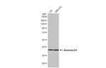 Annexin A1 Antibody in Western Blot (WB)