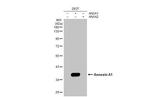 Annexin A1 Antibody in Western Blot (WB)