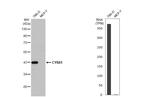 CYR61 Antibody in Western Blot (WB)