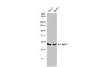 ADFP Antibody in Western Blot (WB)