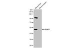 ADFP Antibody in Western Blot (WB)