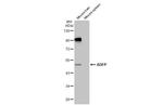 ADFP Antibody in Western Blot (WB)