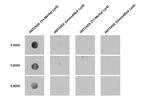 Histone H3K9me3 (Tri-methyl Lys9) Antibody in Dot Blot (DB)