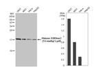 Histone H3K9me3 (Tri-methyl Lys9) Antibody in Western Blot (WB)