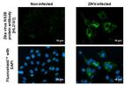 Zika Virus NS2B Antibody in Immunocytochemistry (ICC/IF)