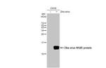 Zika Virus NS2B Antibody in Western Blot (WB)