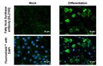 FASN Antibody in Immunocytochemistry (ICC/IF)