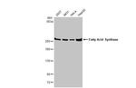 FASN Antibody in Western Blot (WB)