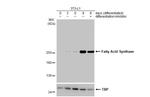 FASN Antibody in Western Blot (WB)