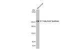 FASN Antibody in Western Blot (WB)