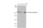 FASN Antibody in Western Blot (WB)