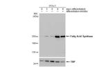 FASN Antibody in Western Blot (WB)