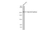 FASN Antibody in Western Blot (WB)