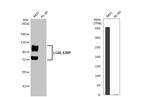 LGALS3BP Antibody in Western Blot (WB)