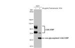 LGALS3BP Antibody in Western Blot (WB)