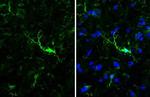 IBA1 Antibody in Immunohistochemistry (Frozen) (IHC (F))